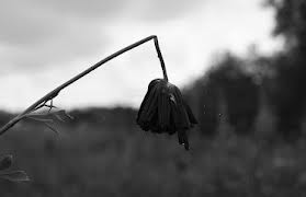 sumber: albosala.com