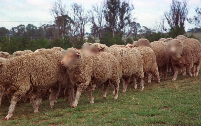 Program Penyaluran Hewan Qurban 1434