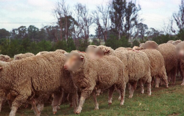 Penyelenggaraan Program Qurban 1435 / 2014 M