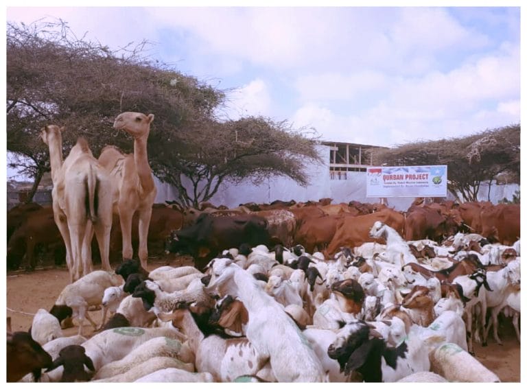 Tebar Qurban Somalia 1442/2021 Tahap Ketiga | Cukup Rp 1,2 Juta Saja untuk Berqurban
