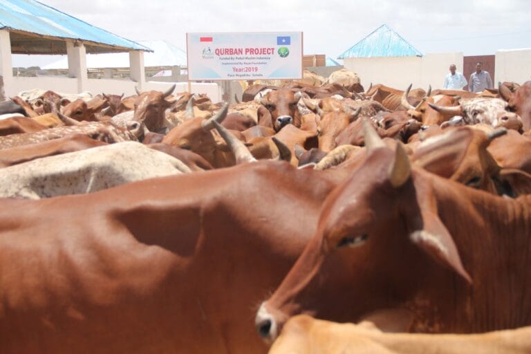 Penyembelihan Qurban Peduli Muslim, Berkaitan dengan Perbedaan Penentuan Hari Raya Idhul Adha 1443 di Indonesia (dan Juga di Somalia)